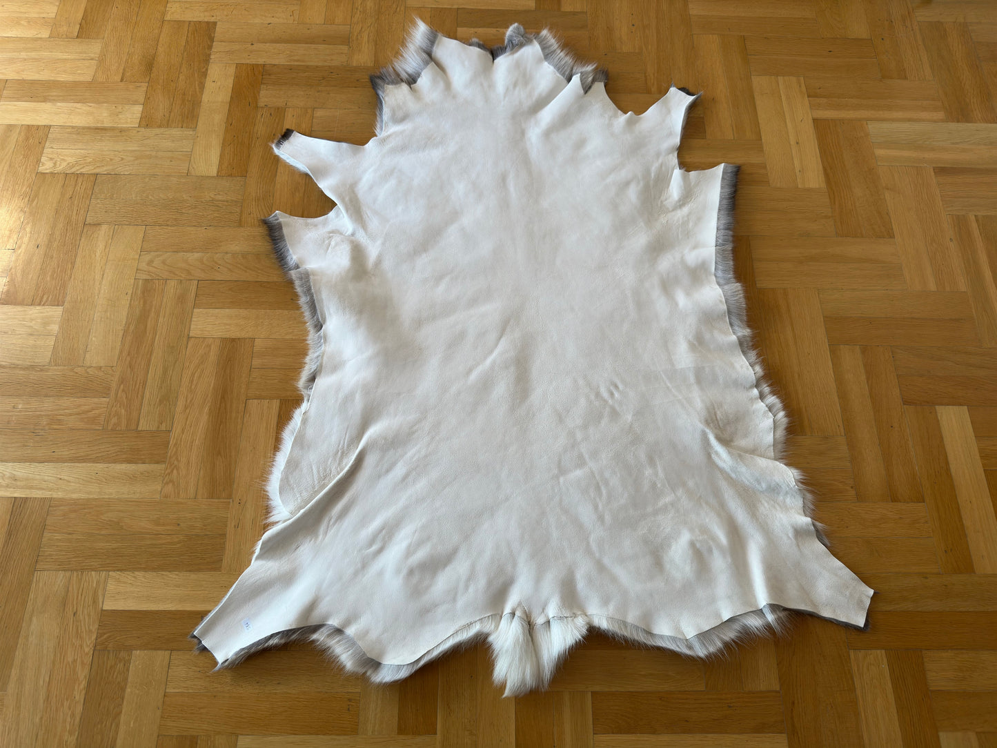 Reindeer Hide Exclusive Unique Giant Size 130 x 110 cm Reindeer Skin #584